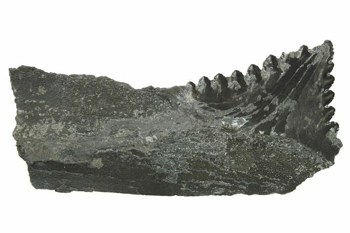 Bizarre Shark (Edestus) Jaw Section with Tooth - Carboniferous #269638